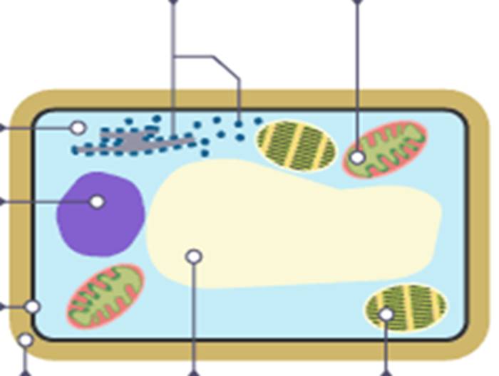 <p>Name everything inside a plant cell</p>