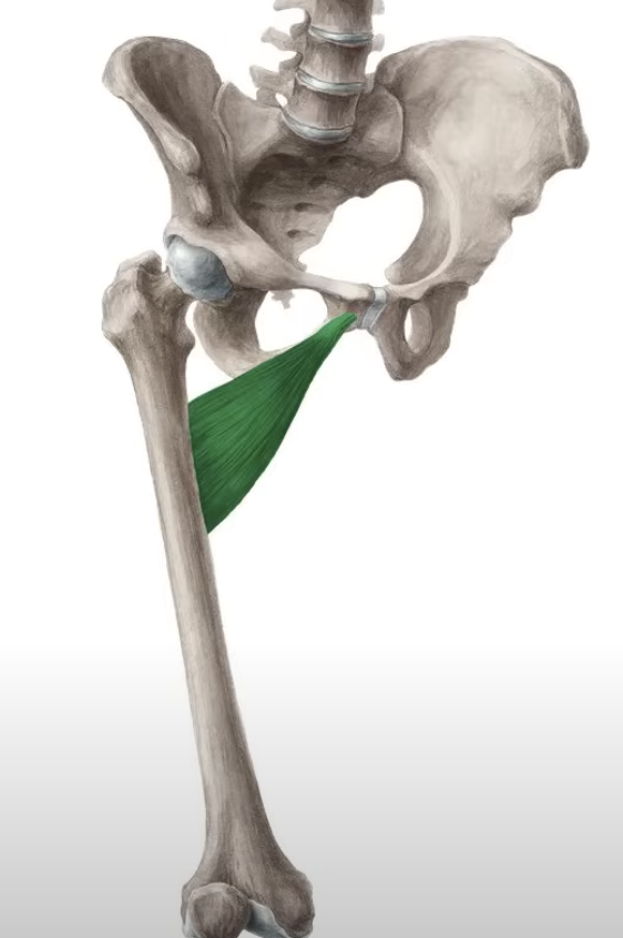 <p>adduct and flex the thigh</p>