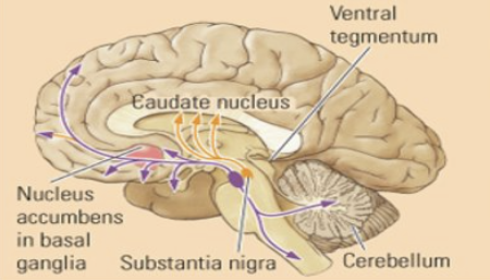 <p>Nigrostriatal circuit (paars)&nbsp;</p>