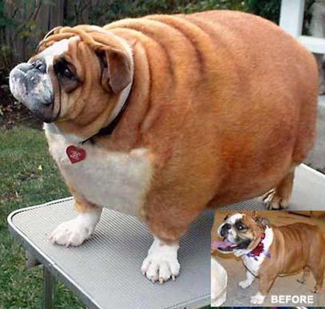 <p>obesity</p>