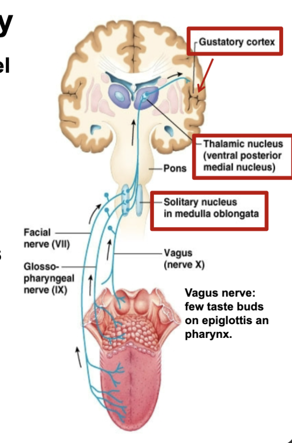 <p>signals from taste cells trave along a set of pathways</p><ul><li><p>facial nerve and glossopharyngeal nerve</p></li><li><p>medulla oblongata: initiate PNS refflexes to trigger saliva and gastric secretion</p><ul><li><p>project this info to thalamus and gustatory cortex</p></li><li><p>fibers also project to hypothalamus and limbic system (enjoyment)</p></li></ul></li></ul><p></p>