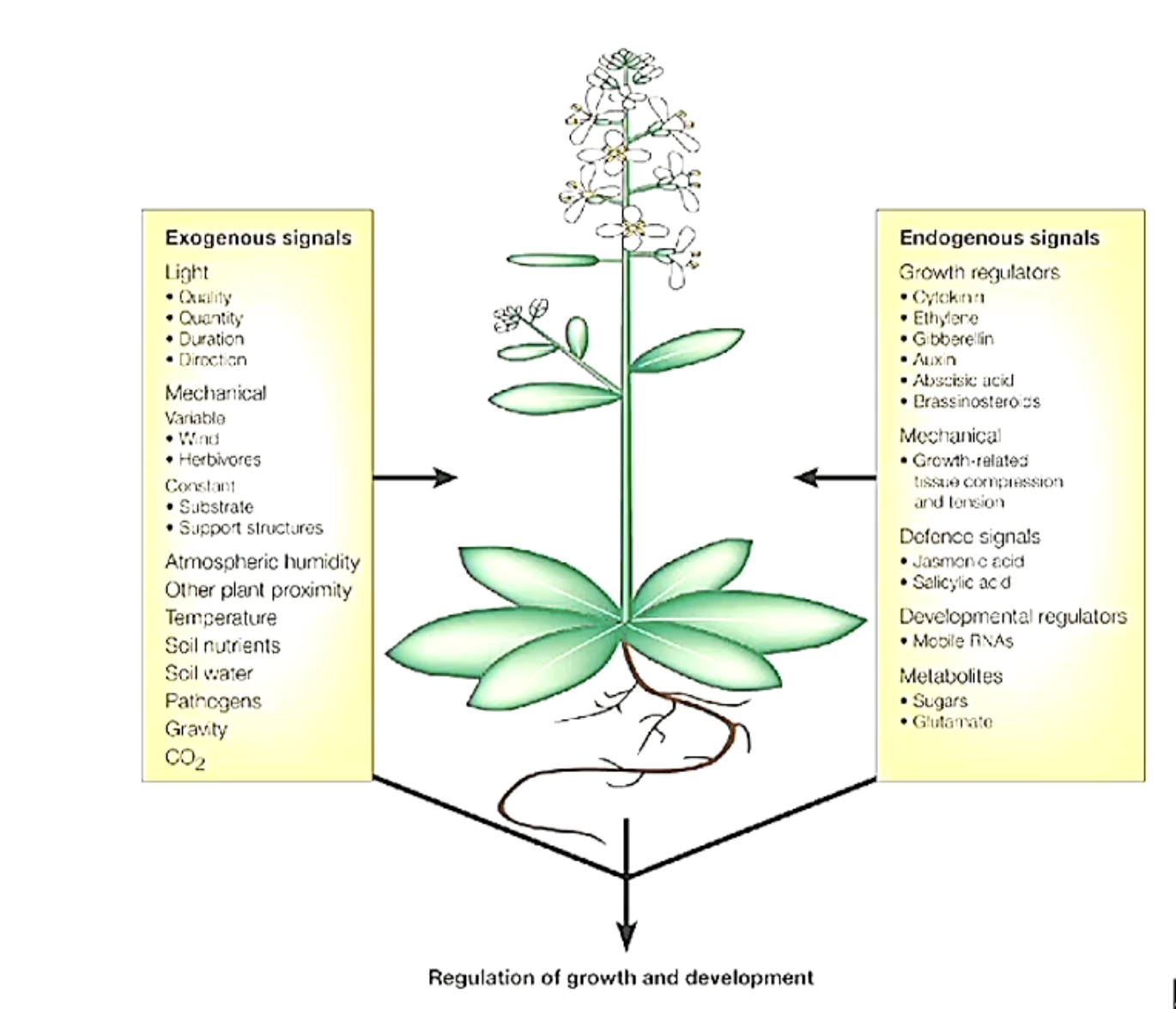 <p>Exogenous signals are external environmental factors that affect a plant's growth and behavior, such as light, temperature, and water availability.</p><p></p><p> Endogenous signals are internal factors, including hormones and signaling molecules produced by the plant itself, which regulate growth and responses. </p>