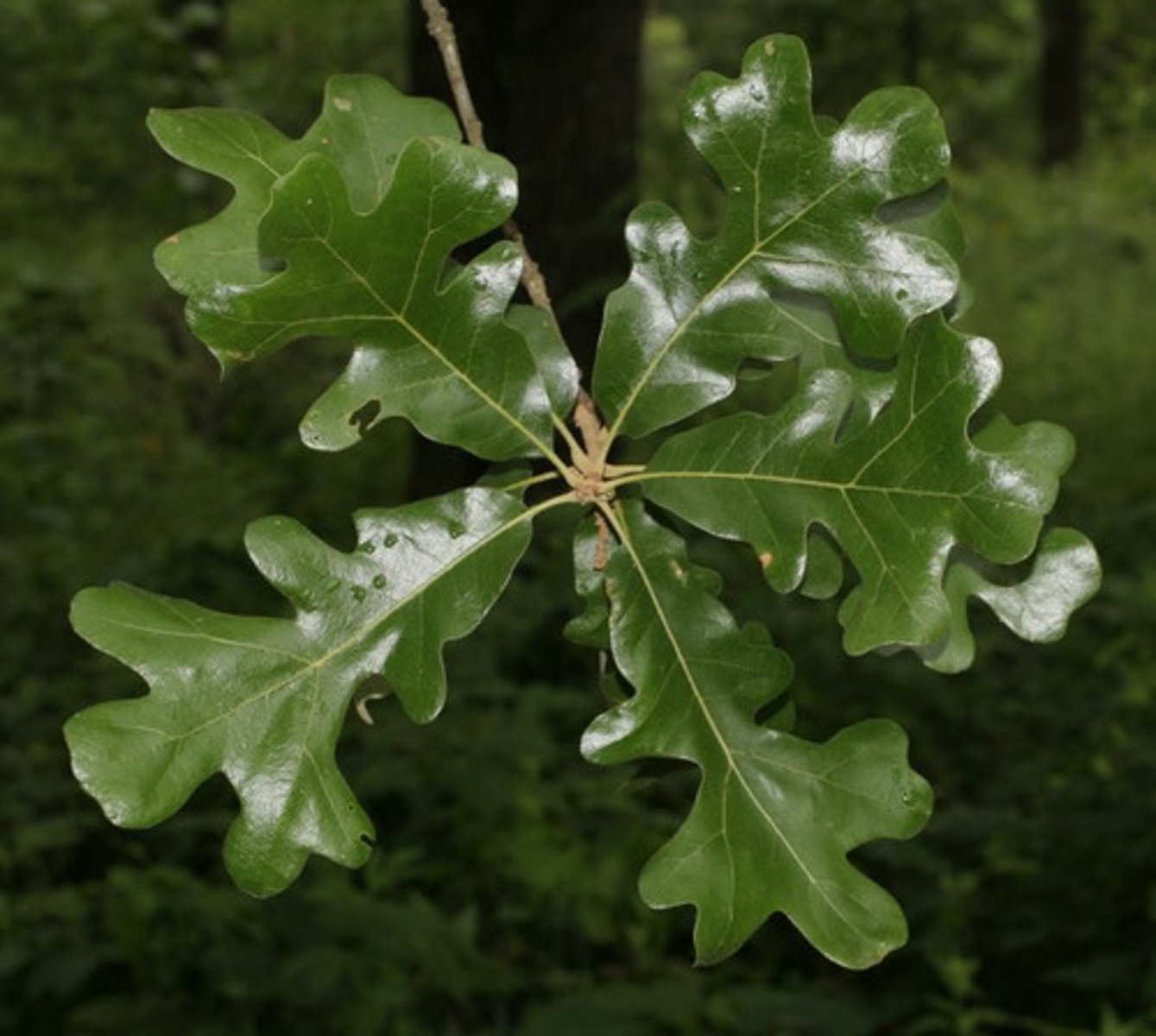 <p>A small deciduous tree with distinctive leaves in which the 3 ultimate lobes are shaped like a "Maltese Cross".</p>