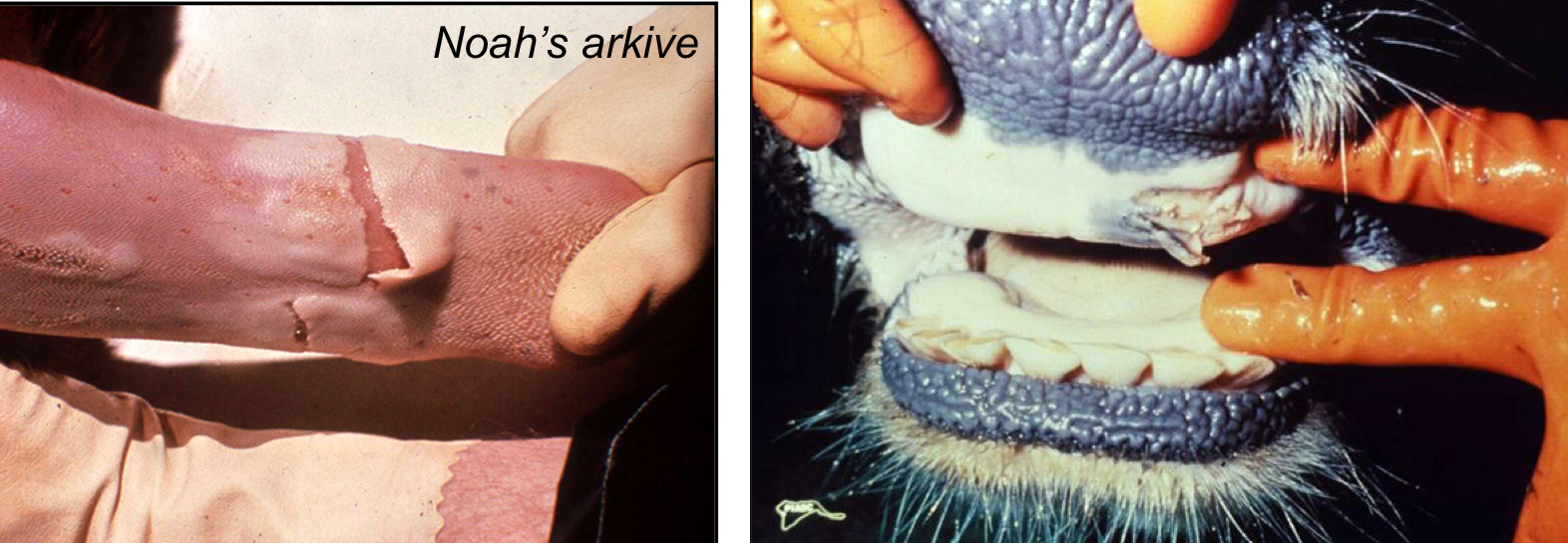 <p><strong><u>Vesiculoulcerative</u></strong> skin/oral lesions</p><ol><li><p>Oral Lesions</p><ol><li><p>Profuse salivation/drooling</p></li></ol></li><li><p>Foot Lesions</p><ol><li><p>Lameness</p></li><li><p>Stamping of feet</p></li><li><p>Walking weird</p></li></ol></li><li><p>Teat Lesions</p><ol><li><p>Decrease in milk production</p></li></ol></li><li><p>Heart Lesions</p><ol><li><p>Sudden death in young calves (<u>neonate/calves only</u>)</p></li></ol></li></ol><p></p>