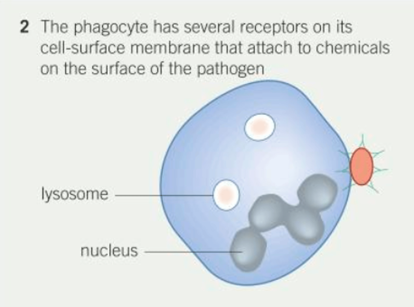 <p>A type of white blood cell that carries out phagocytosis, found in the blood and are the first cells to act as part of an immune response.</p>