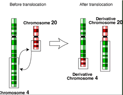 <ul><li><p><span>&nbsp;no gain or loss of information; breakage of chromosome and rejoining</span></p><ul><li><p><span>Reciprocal or nonreciprocal</span></p></li><li><p><span>Ex: CML (t:(9:22)), AML</span></p></li></ul></li></ul><p></p>