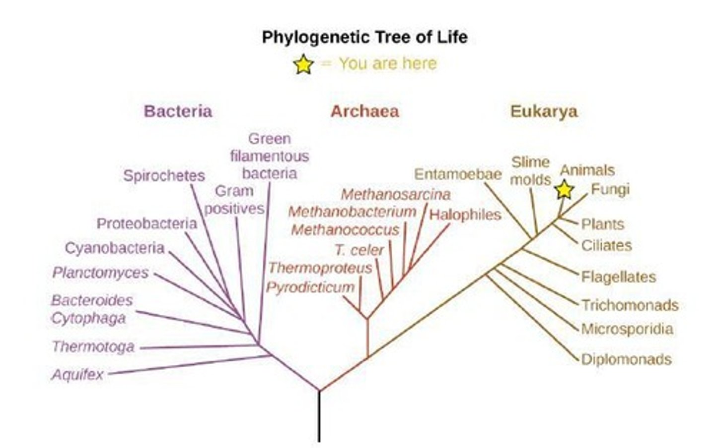 <p>Divides cellular life forms into Archaea, Bacteria, and Eukaryote domains.</p>