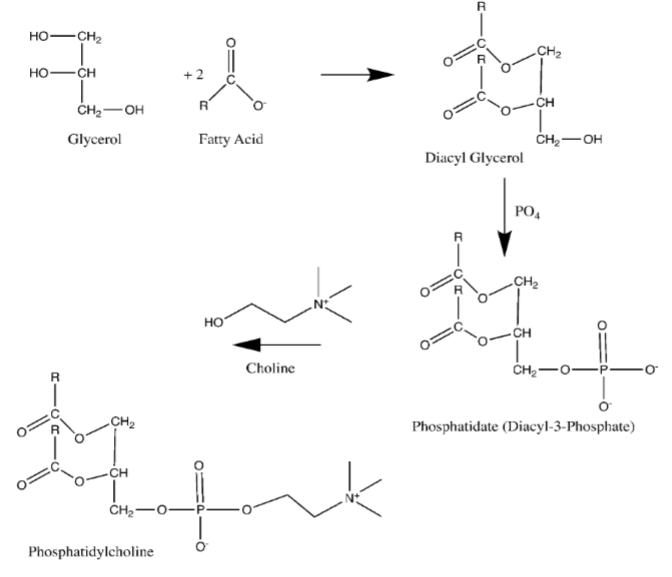 <p>Glycerol reacts with 2 fatty acids to form diacyl glycerol. Diacyl glycerol reacts with PO<sub>4</sub>&nbsp;(phosphate) to form phosphatidate (Diacyl-3-Phosphate). Phosphatidate reacts with choline to form phosphatidylcholine.</p>