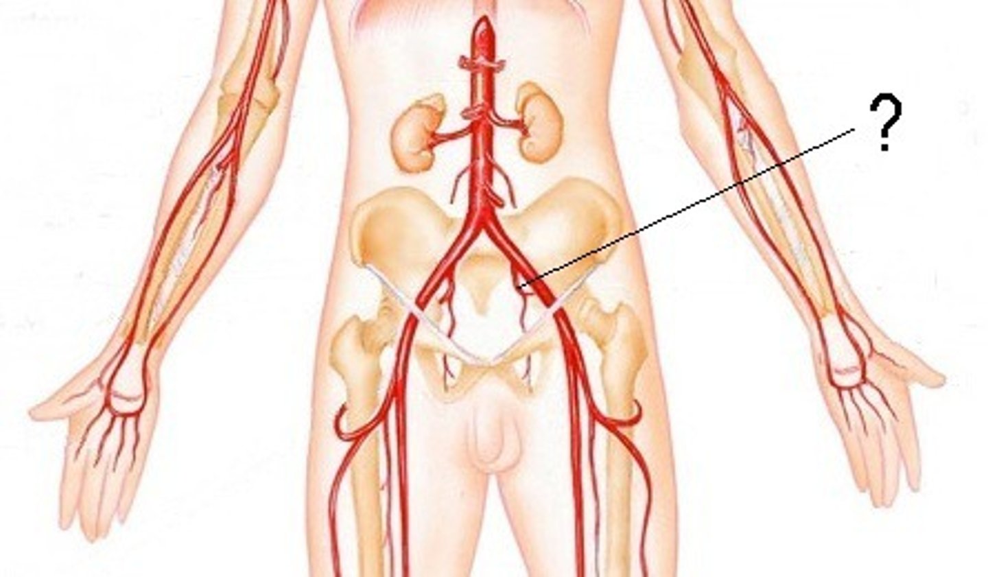 <p>pelvis walls and pelvic viscera</p>