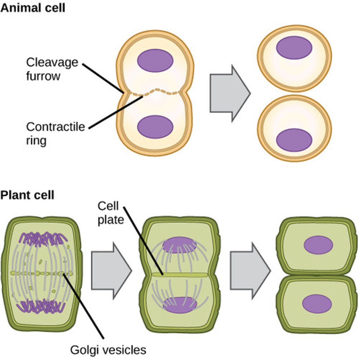 <p>plant: vesicles containing cell wall material line up between two nuclei. they form a cell plate, which then forms a new cell wall &amp; create daughter cells<br><br>animal: animal cells form a cleavage furrow</p>