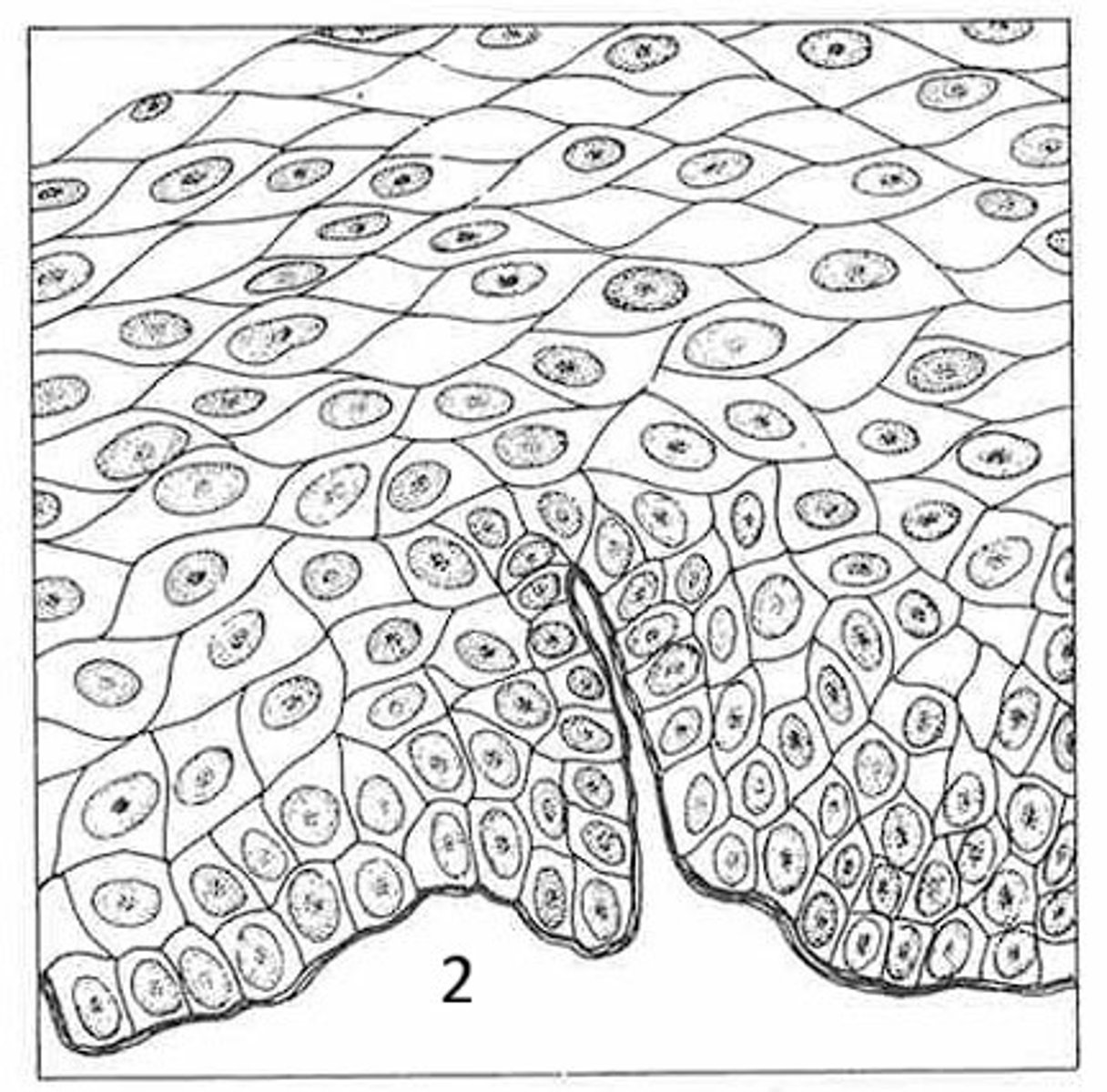 <p>What is the function of this tissue?</p>