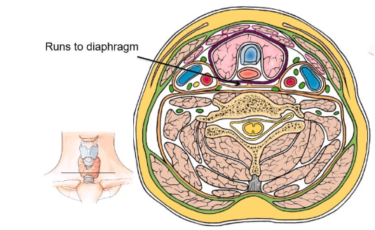 <p>potential space between the alar fascia and the pretracheal fascia </p>