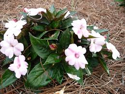 <p><span>Impatiens hybrid cv. / Impatiens</span></p>