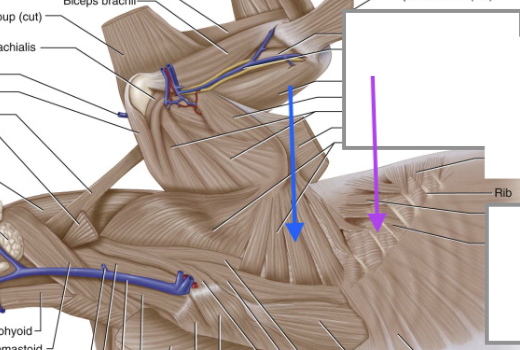 <p>purple arrow (blue is serratus ventralis - sorry this is the best pic i could find)</p>