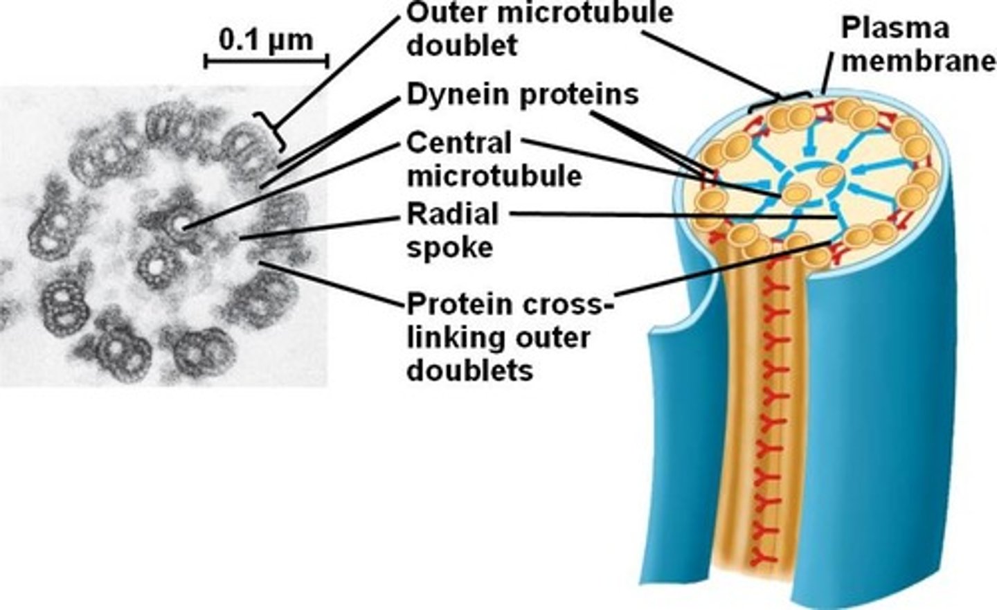 <p>cylinder of 9 microtubule doublets around a 1 doublet (make up cilia, flagella, mitotic spindle)</p><p>https://www.youtube.com/watch?v=sVHUO89-sXg</p>