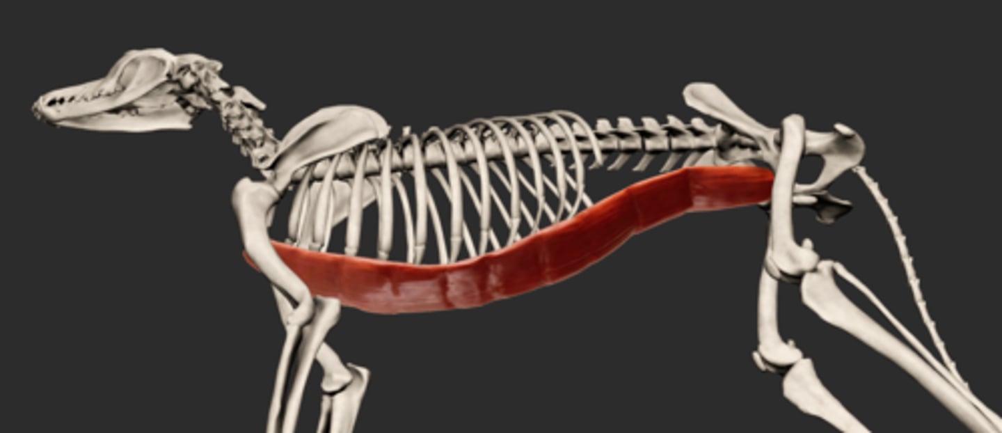<p>Abdominal cavity muscles:</p><p>Origin: xiphoid process</p><p>Insertion: as prepubic tendon on the pecten of the pubis</p>