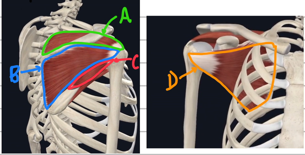 <p>Name these deep rotator cuff muscles. </p>