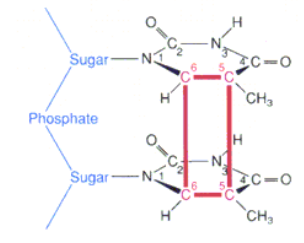 <p>thymine dimer; creates DNA strain </p>