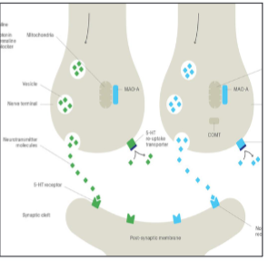 <p><span style="font-size: calc(var(--scale-factor)*21.77px)">– No selective drugs</span><br><span style="font-size: calc(var(--scale-factor)*21.77px)">– CV effects (</span><span style="font-size: calc(var(--scale-factor)*24.77px)">lethal conduction delays</span><span style="font-size: calc(var(--scale-factor)*21.77px)">)</span><br><span style="font-size: calc(var(--scale-factor)*21.77px)">– Anticholinergic side effects→ nausea, vomiting, anorexia, dry </span><span style="font-size: calc(var(--scale-factor)*21.80px)">mouth, blurred vision, confusion, constipation, tachycardia, </span><span style="font-size: calc(var(--scale-factor)*21.77px)">and urinary retention</span><br><span style="font-size: calc(var(--scale-factor)*21.77px)">– Antihistaminergic side effects→ sedation, weight gain, and confusion</span></p>