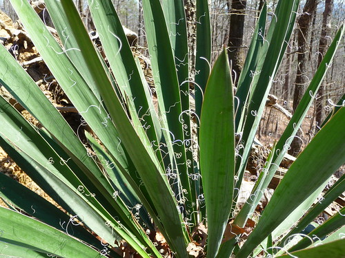 Family: Agavaceae 
Common: beargrass 
Range: Native 
Habitat: Scrubs or flat woods 
Bark: NA 
Persistence: Evergreen 
Leaves: NA 
Other: Monocot, flowering stalk can be 8ft tall