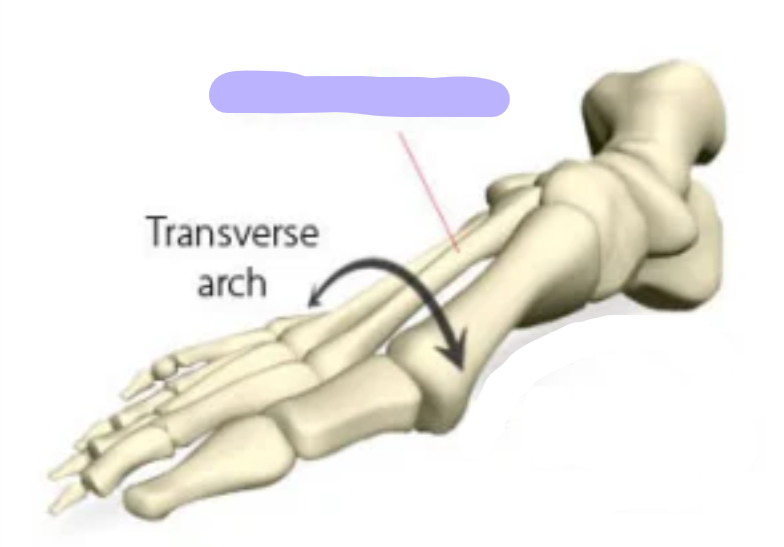 <p><span>transverse arch of foot</span></p>