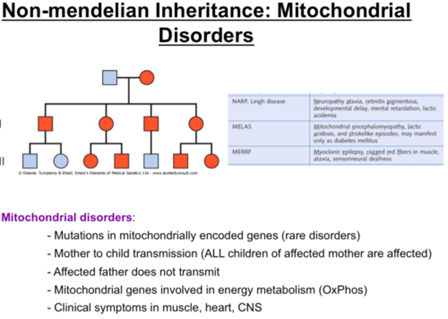<p>LHON (Leber Optic Atrophy), MELAS, Leigh syndrome</p><p>Caused by mutations in DNA that lead to impaired mitochondrial protein function, resulting in loss of muscle coordination or strength, visual/hearing problems, learning disabilities, heart/liver/kidney disease, respiratory, neuro and GI disorders, dementia</p>