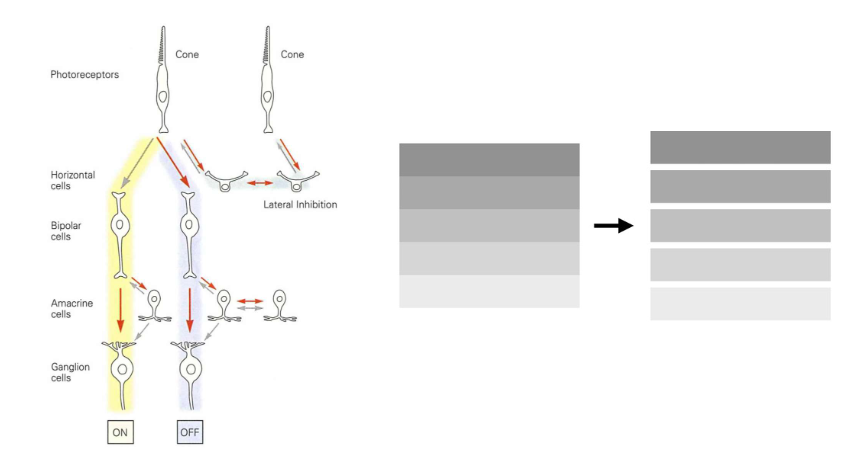 <ul><li><p>horizontale cellen</p><ul><li><p>lopen loodrecht op fotoreceptoren</p></li><li><p>leggen contact tussen nabijgelegen fotoreceptoren</p><ul><li><p>laterale verbindingen spelen belangrijke functionele rol in vorm van laterale inhibitie</p></li></ul></li></ul></li><li><p>laterale inhibitie:</p><ul><li><p>signalen die retinale ganglioncellen bereiken → gebaseerd op verschillen in activering tussen nabijgelegen fotoreceptoren</p></li><li><p>belangrijke rol bij visuele perceptie &amp; bij verschillende illusies (bv. Mach-banden &amp; Hermann-raster)</p></li></ul></li><li><p>amacriene cellen</p><ul><li><p>ook deel van laterale route</p></li><li><p>lopen ook loodrecht op fotoreceptoren in binnenste lagen van netvlies</p></li></ul></li></ul><p></p>