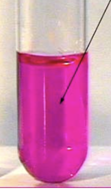 <p>Is this a positive or negative Urease test?</p>