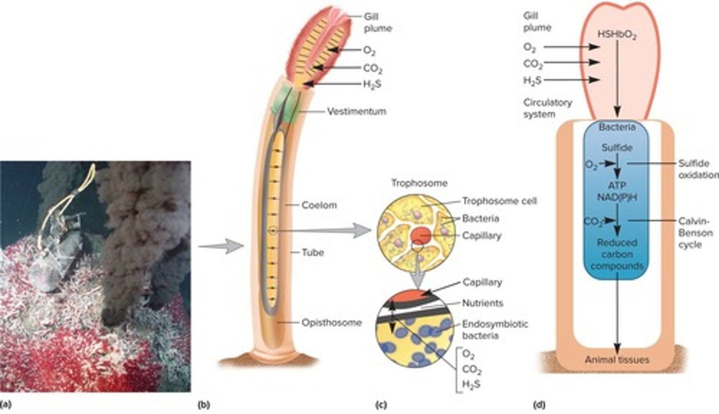 <p>Tube worm-bacterial relationships that exist thousands of meters below ocean surface.</p>