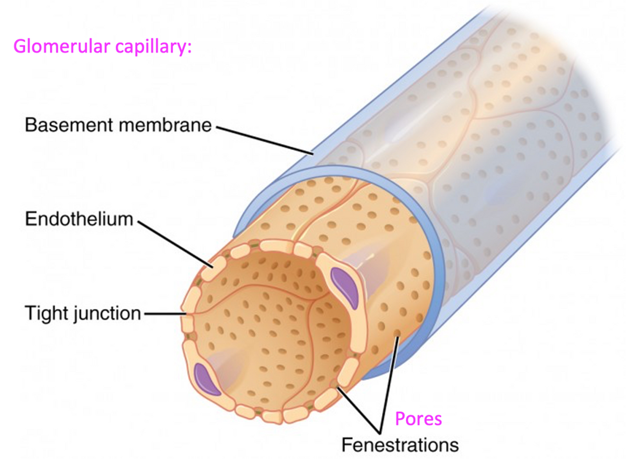 <p>They have many pores <span>allowing for large amounts of fluid to pass from the blood into the glomerular capsule.</span></p>