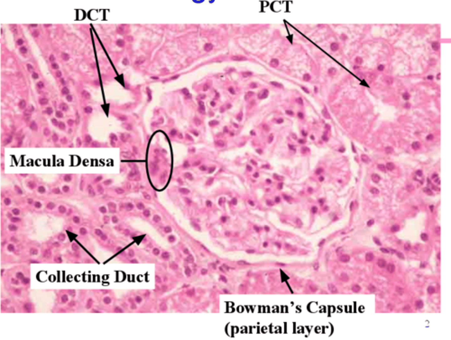 <p>glomerulus and bowman's capsule, simple squamous epithelial cells</p>
