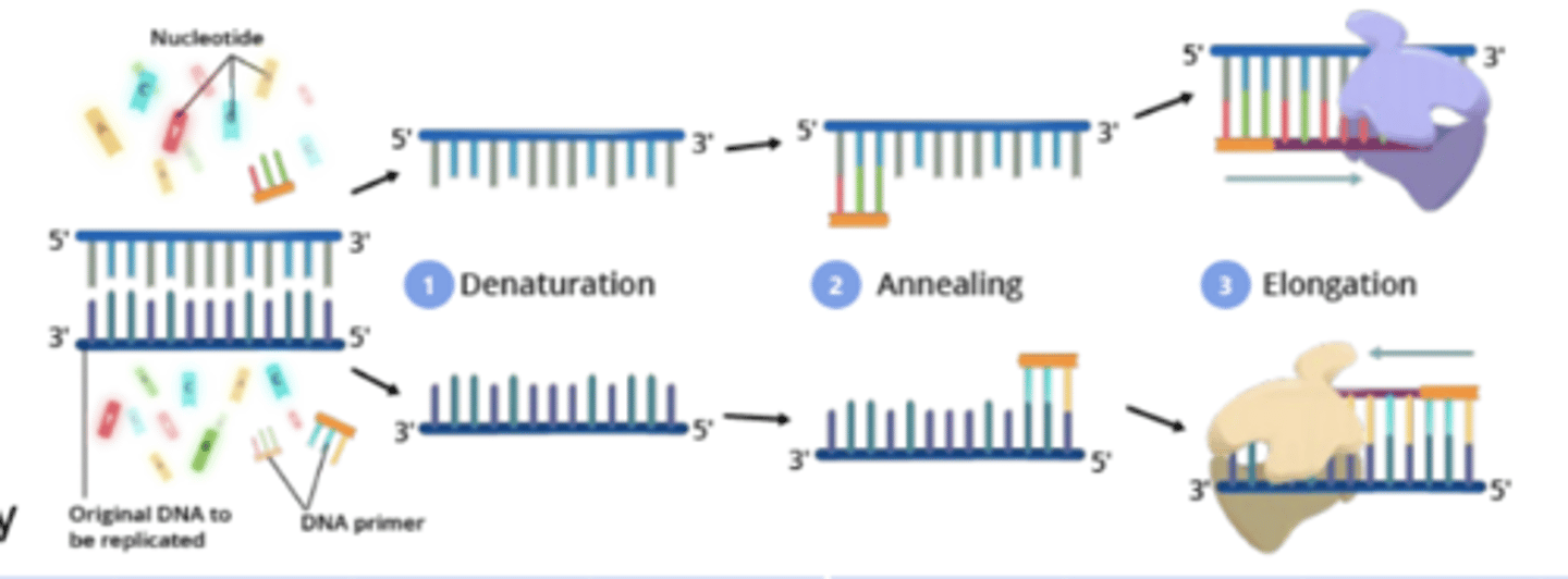 <p>1. Denaturation: High heat separates double-stranded DNA. </p><p>2. Annealing: Sample is cooled so primers attach to separated strands. </p><p>3. Elongation: Polymerase synthesizes new strands.</p>