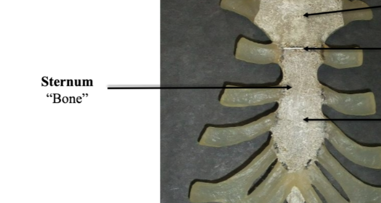 <p>Sternum </p>