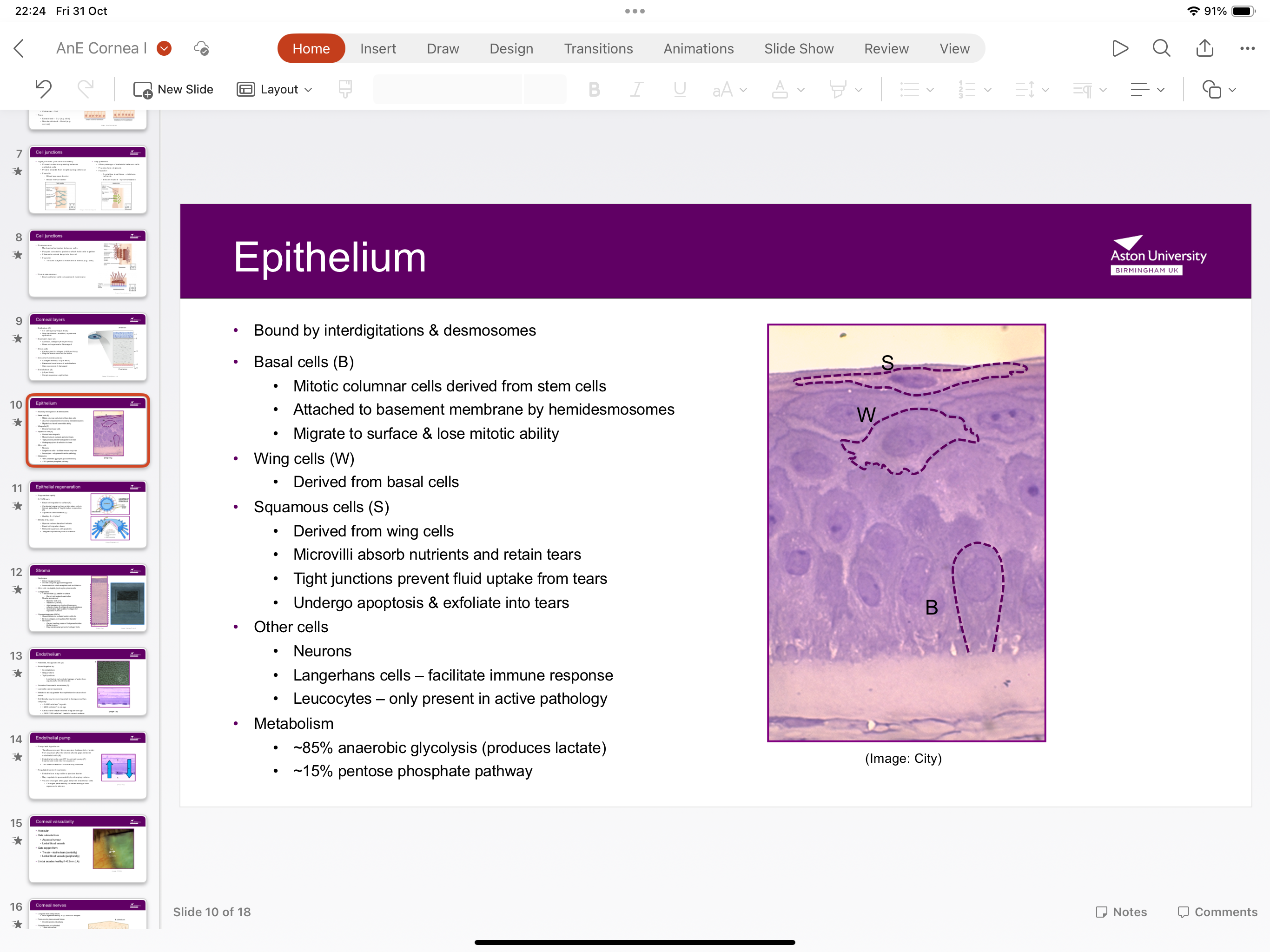 <p>5-7 cell layers, 50 micrometres thick</p><p>NON-keratinised, stratified, squamous epithelium</p>