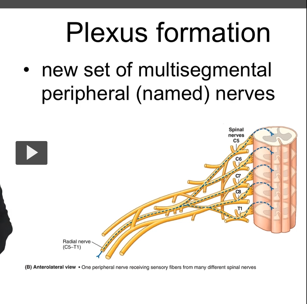 <p>one peripheral nerve receiving sensory fibers from many different spinal nerves</p>