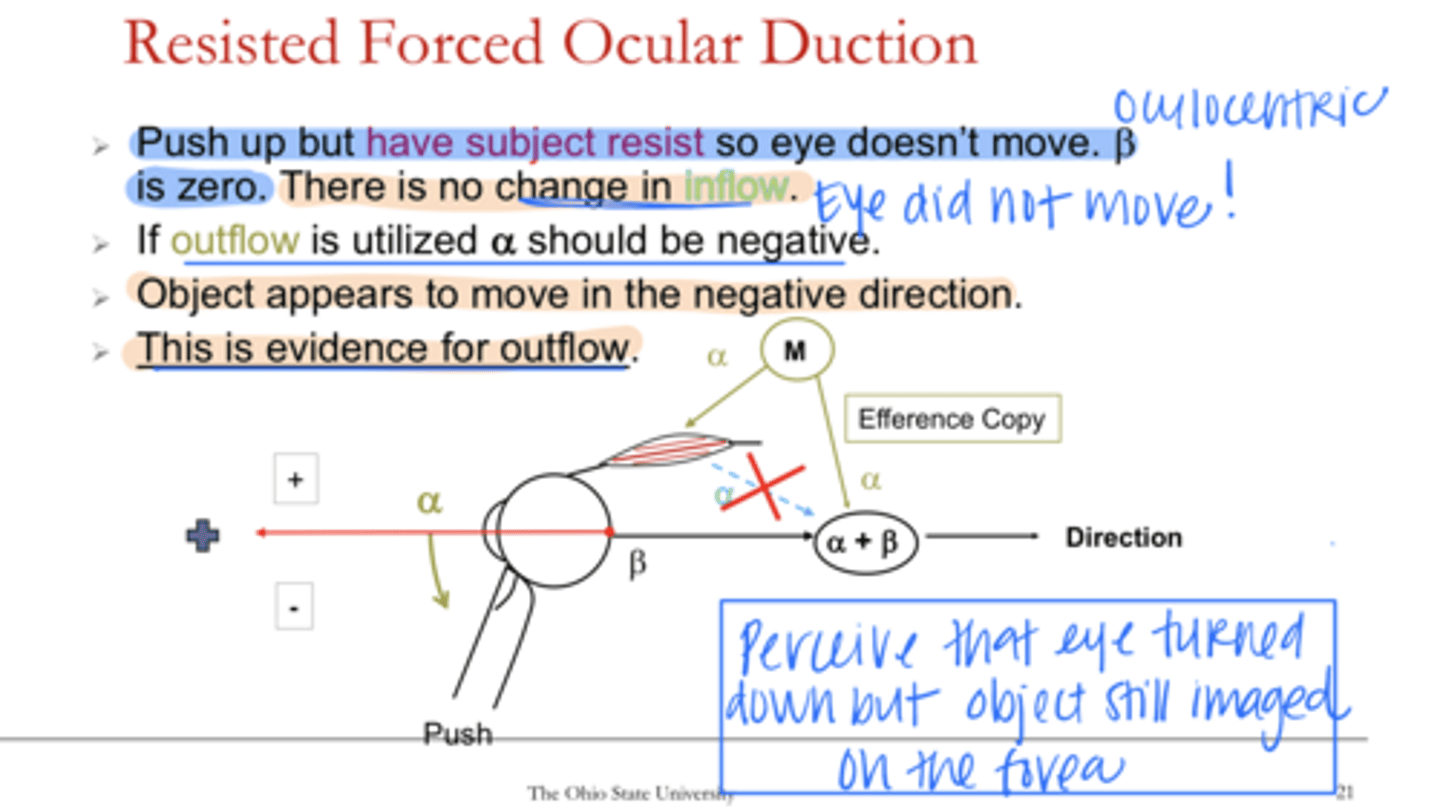 <p>If outflow is utilized by the resisted forced duction test, then β should be (+/-)</p>
