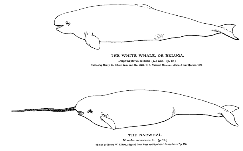 <p>Narwhal (<em>Monodon monocerus</em>)</p><p>Beluga (<em>Delphinapterus leucas)</em></p>