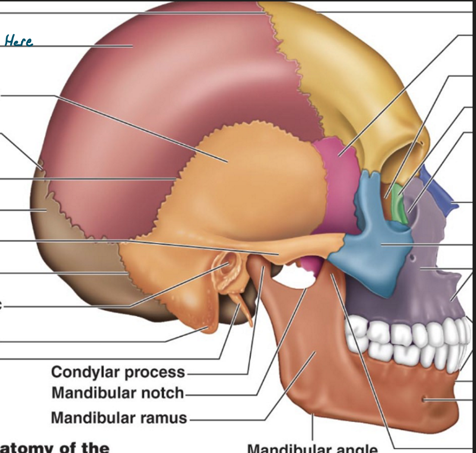 <p>his is right side</p>