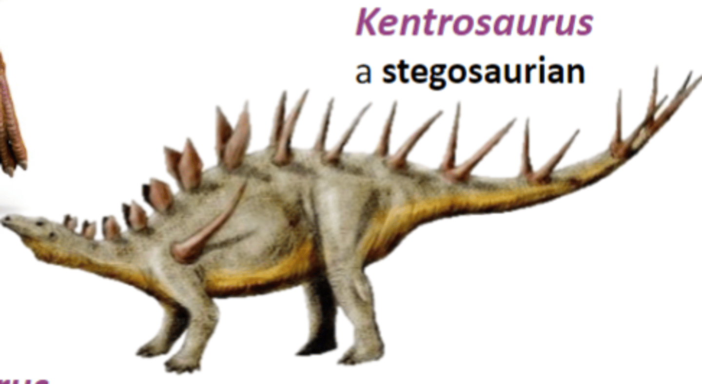 <p>a stegosaurian</p>