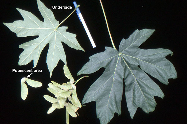 <p>Deciduous tree, 50-75(100) ft [15-23(30) m], ascending, becoming rounded, shallow root system.&nbsp;&nbsp;Leaves, opposite, simple, large (20-30 cm across, the largest leaves of all the maples), lustrous dark green above, pale beneath, 3-5 toothed lobes, petiole yields milky sap when detached.&nbsp;&nbsp;Flowers in early spring usually before leaves appear, the flowers are small, 10 mm across, greenish-yellow, fragrant, in drooping clusters, 10-15 cm long, male and female flowers occur in the same cluster.&nbsp;&nbsp;Fruit (double samara), large, 4 cm long, hang down in racemes, seeds very pubescent. &nbsp;&nbsp;Foliage yellow to gold or brown in fall. Native from southwest British Columbia to southern California, from sea level to 5,500 ft (1,650 m). Because the bark of this tree retains moisture, in the Pacific Northwest its trunk and large branches are often covered with mosses, liverworts, and ferns (especially the licorice fern, <em>Polypodium glycyrrhiza</em>).&nbsp;&nbsp;Its sap has a high sugar content.</p>
