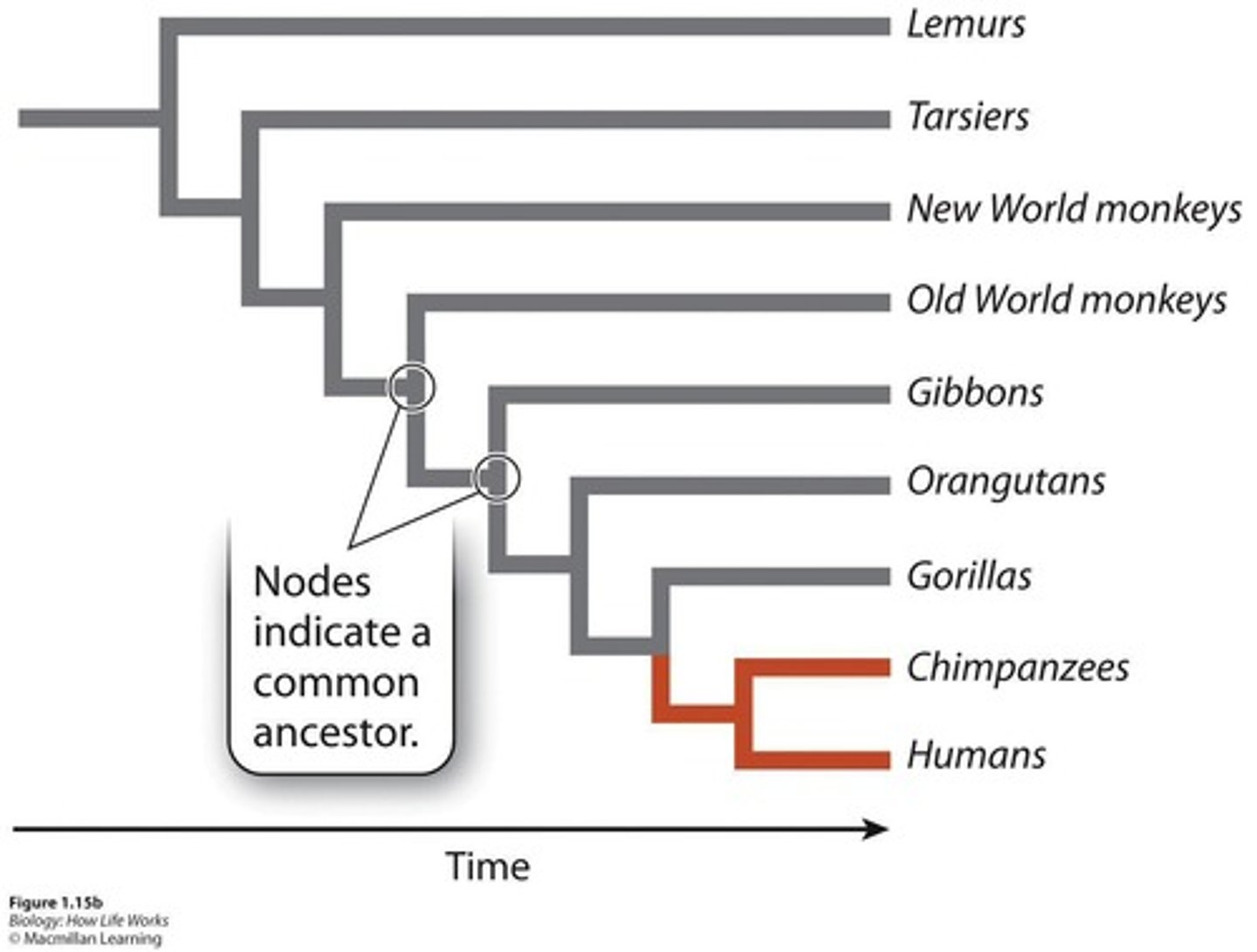 <p>Represents the divergence of two evolutionary lineages from a common ancestor.</p>