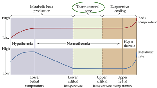 <p><strong>Endotherms</strong></p><p>Environmental temperature range where endotherm maintains <strong>stable body temperature</strong> by adjusting its insulation and <strong>without changing its metabolic rate</strong></p><ul><li><p>Bound by lower and upper critical temperatures</p></li></ul><p></p>