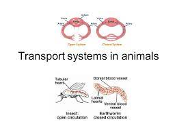 <p>Why are transport systems needed?</p>