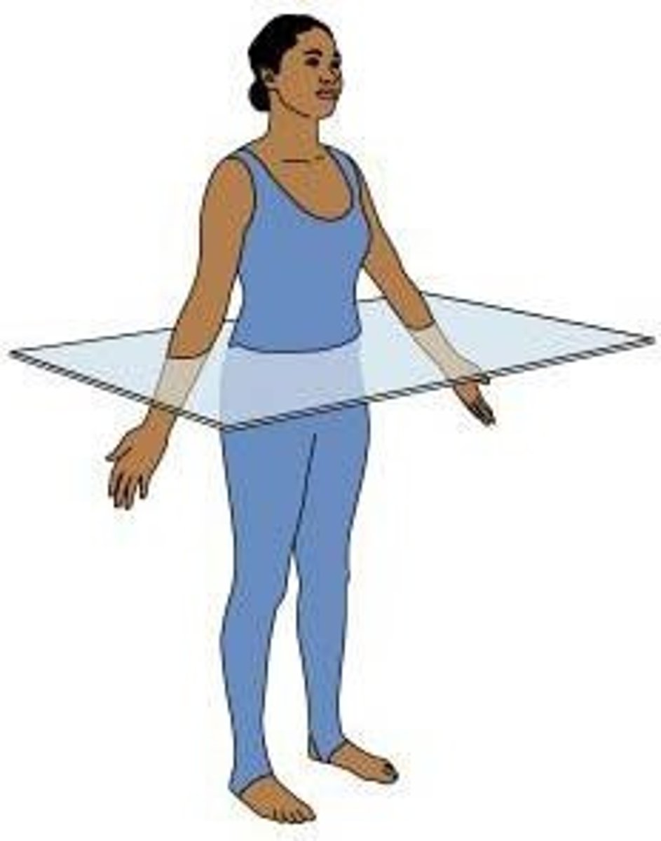 <p>A plane that runs parallel to the surface of the ground and divides the body into superior and inferior parts.</p>