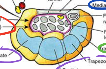 <p>Boundaries and contents of Carpal tunnel</p>
