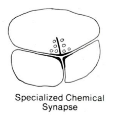 <p>2 or more post-synaptic cells</p><p>e.g., ribbon synapses of retina</p>