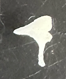 <p>What is this bone?</p>