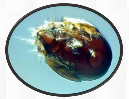 <p>spp</p><p>IH of?</p>