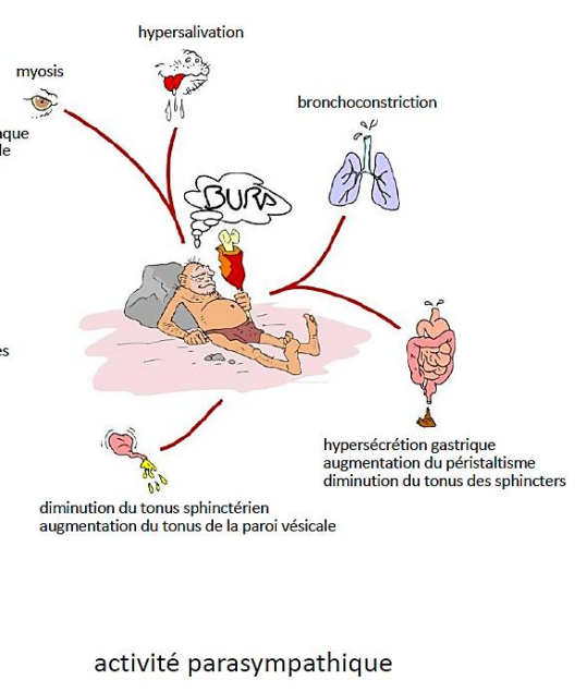 -constriction des pupilles
-bronchoconstriction
-ralentissement de la fréquence cardiaque
-augmentation du péristaltisme intestinal