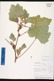 <p>Xanthium strumarium</p>